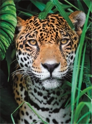 Puzzle 500 Pieces High Quality, Jaguar in the Jungle