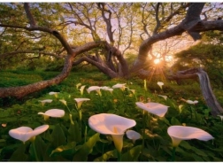 Puzzle 1000 Pieces Magical Forest Kalie