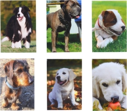 Small Notebook Dog 40 pages