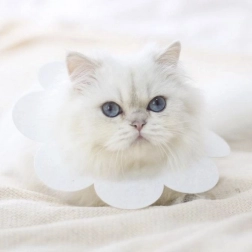 Weiches Schutzband für Tiere - weiß, Größe L