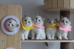 Weicher postoperativer Schutzkragen für Haustiere – rosa, Größe L