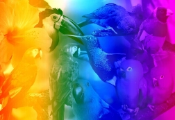 Wooden 3D Puzzle Birds with Gradient M - 200 Pieces