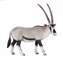 Mojo oryx d’Arabie