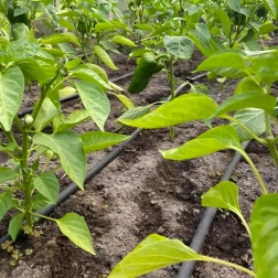 Tropfschlauch 16 mm, Abstand 33 cm, 100 m