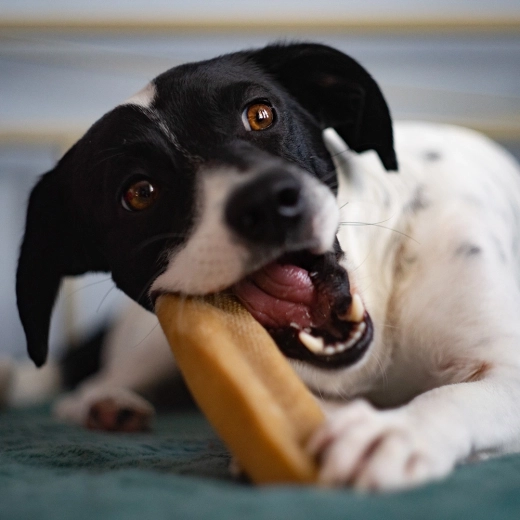 Natürliche Zahnpflege und lange Haltbarkeit