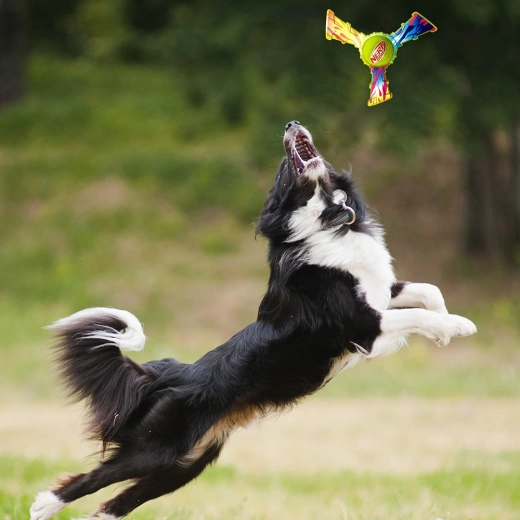 Spaßiges Outdoor-Spiel und Apportieren