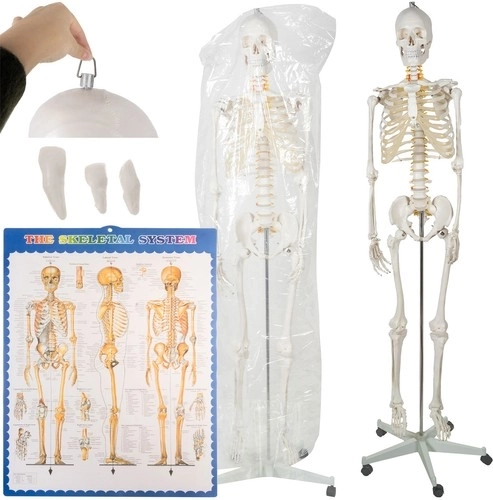 Anatomisch model van het menselijk skelet 180 cm