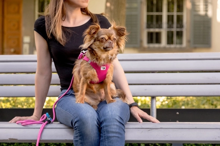 Practical details: ring and poop-bag dispenser