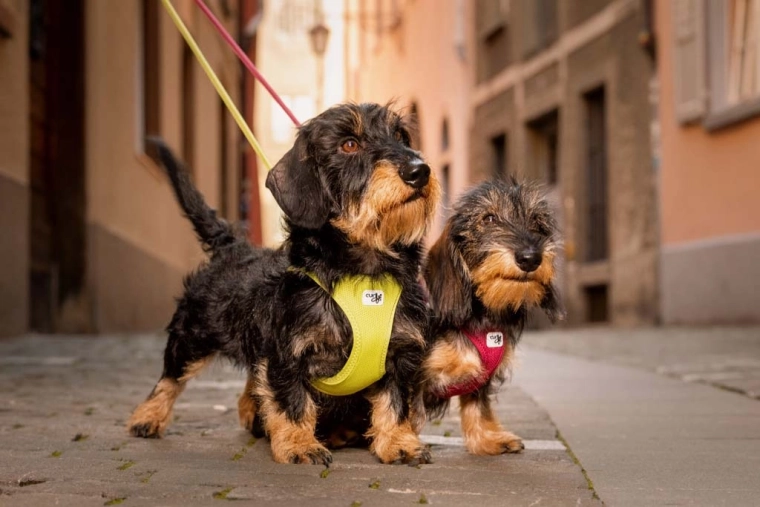 Promenades plus sûres : éléments réfléchissants et meilleur contrôle