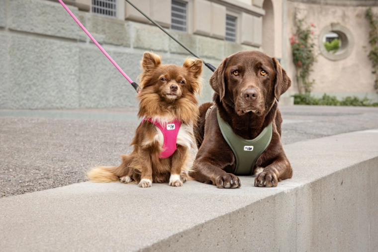 Great for walks with a harness