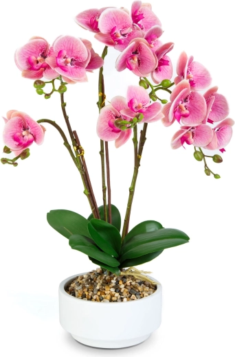 Realistic orchid appearance