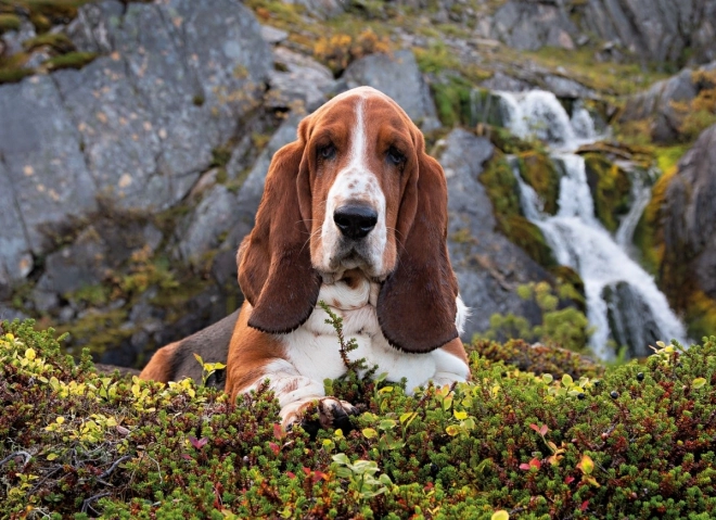 1000 pieces for joy and concentration training