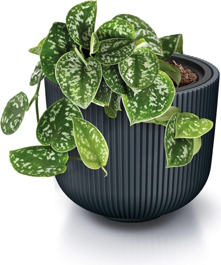 Insert pratique pour une croissance plus saine