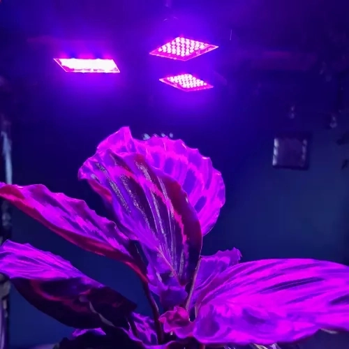 Zwei Lichtfarben: Rot und Blau