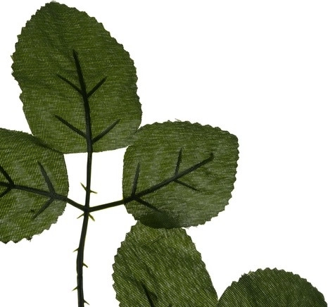 Détails agréables des feuilles pour les compositions