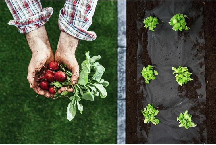 Schone bedden en gezonde zaailingen