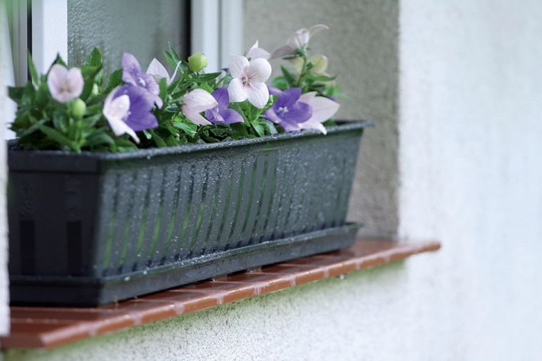 Drainage étudié et racines saines