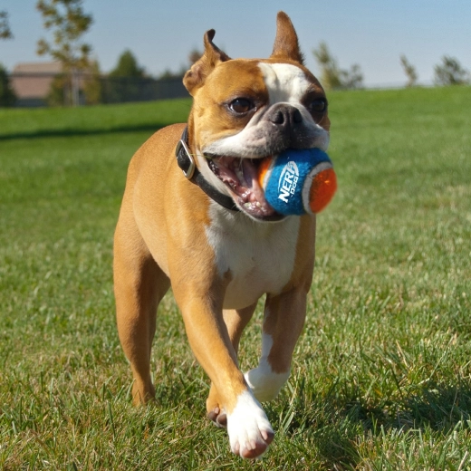 Hohe Haltbarkeit und großartiger Rückprall