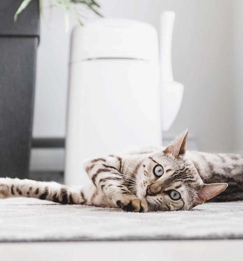 Praktisches Zubehör und Transport