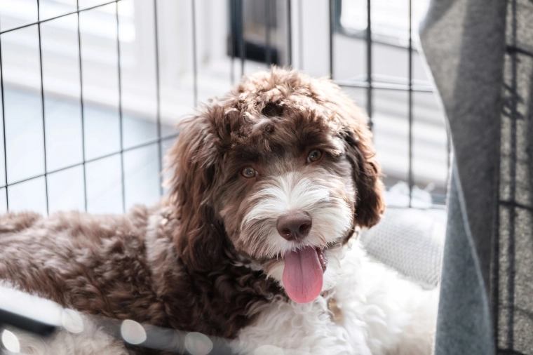 Comfortable resting space for medium dogs
