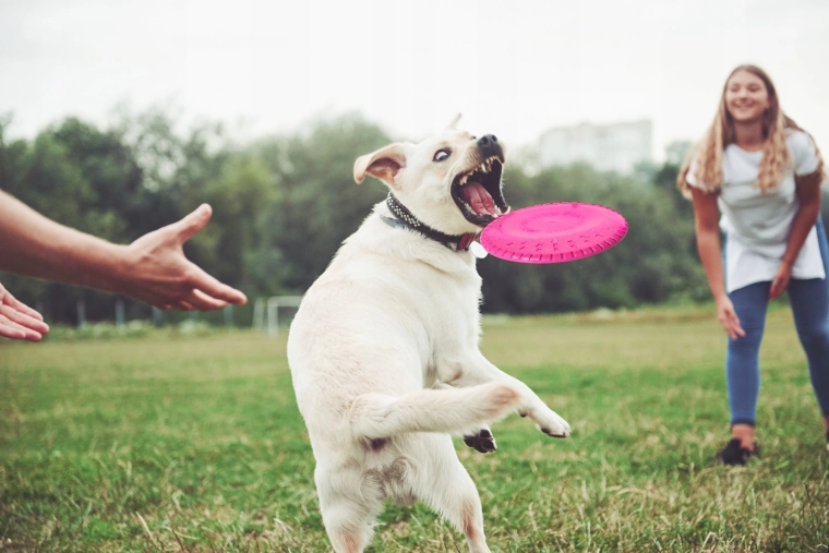Stabiler Flug und einfaches Fangen