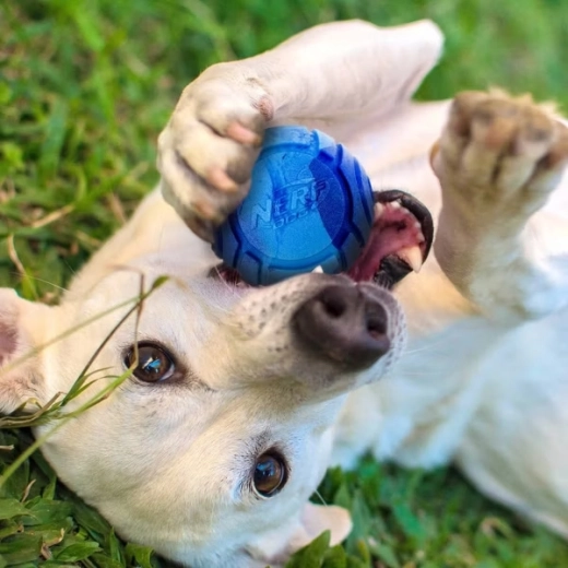 Ein Duft, der zum Spielen animiert