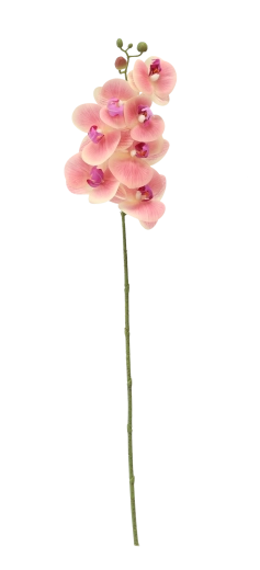 Longueur 74 cm pour des compositions élégantes