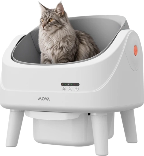 Sicherer, offener Raum für die Katze