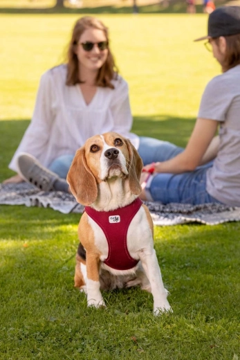 Air-Mesh comfort en ademend vermogen voor dagelijkse wandelingen