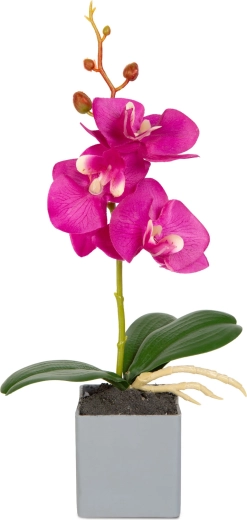 Realistisches Aussehen der Orchidee