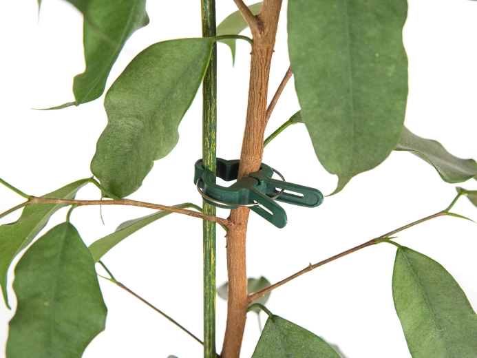 Quick and gentle stem attachment