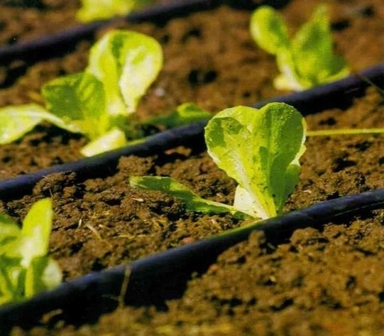 Targeted drip irrigation for healthy growth