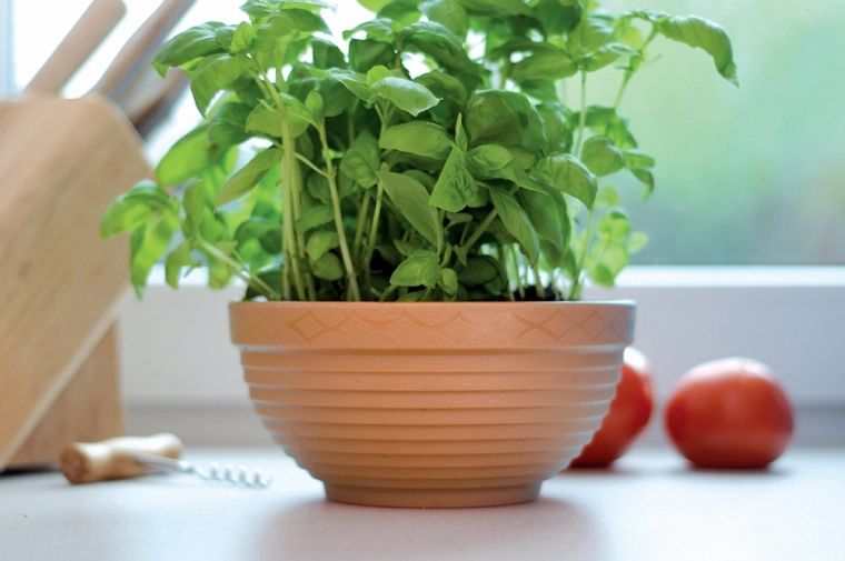 Brede plantoppervlakte