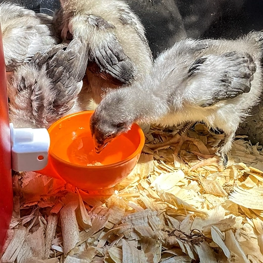 Sauberes Wasser für gesünderes Geflügel