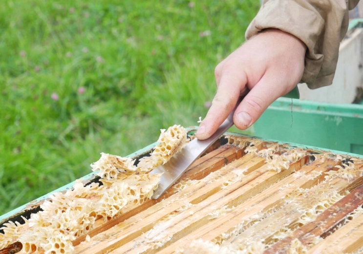 Präzises Abschaben von Wachs und Propolis