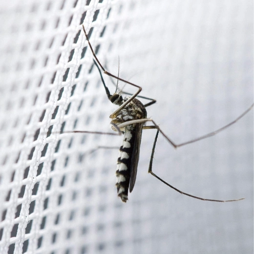 Effective barrier against mosquitoes and insects