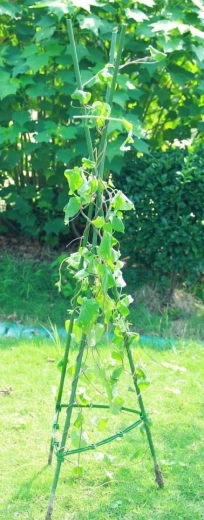 Stabiliteit en ruimte om te groeien