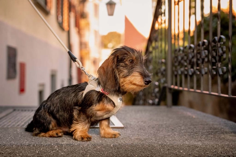 Promenades plus sûres : éléments réfléchissants et traction hors du cou