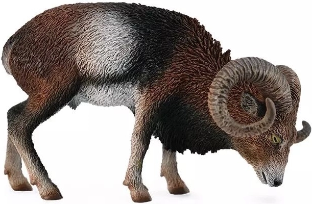 Mouflon européen