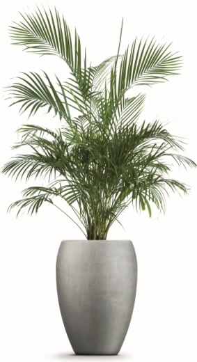 Raum für gesundes Pflanzenwachstum