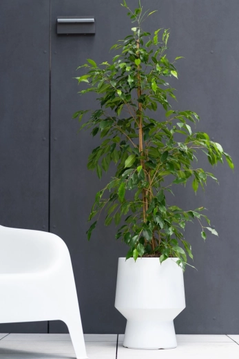 Minimalist design for interiors