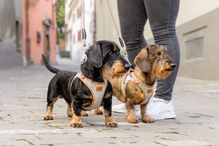 Safety on walks and dog traceability