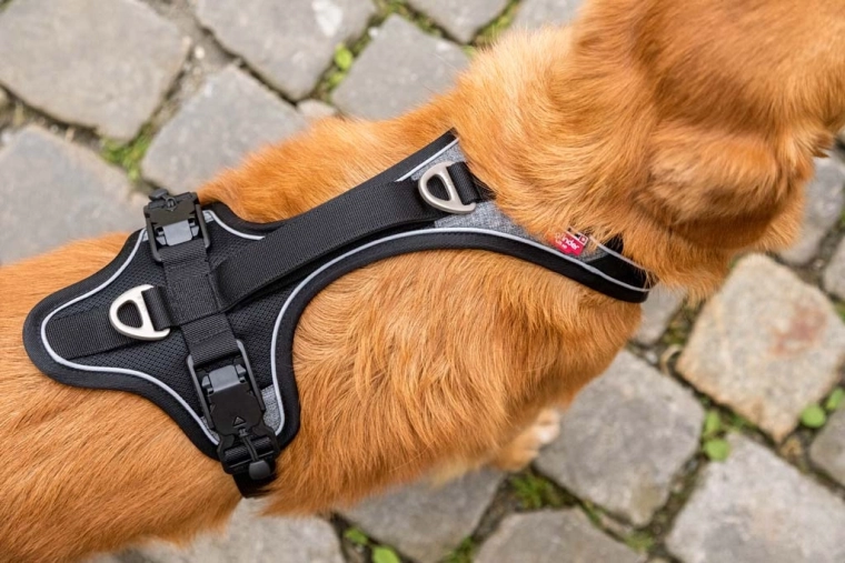 Sicherheit im Dunkeln und bessere Kontrolle über den Hund
