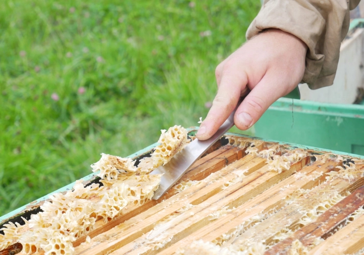 Effiziente Reinigung des Bienenstocks