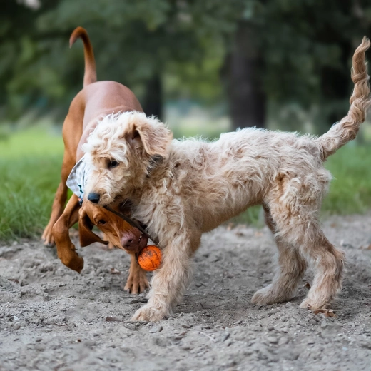 Seil zum Werfen und Zerren