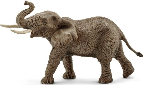Éléphant d'Afrique - mâle