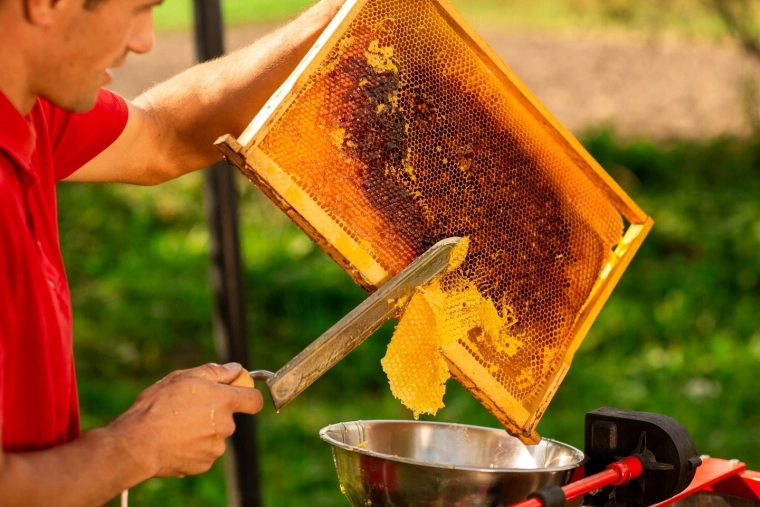 Idéal pour la désoperculation des rayons