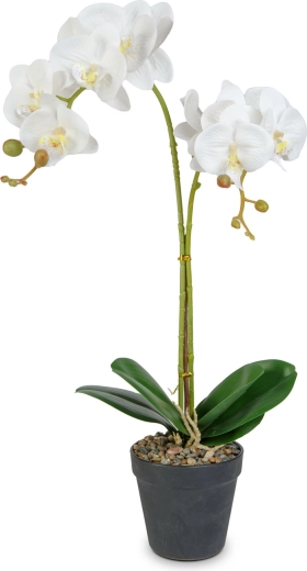 Realistic orchid elegance