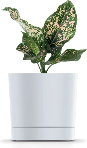 Design gris clair intemporel
