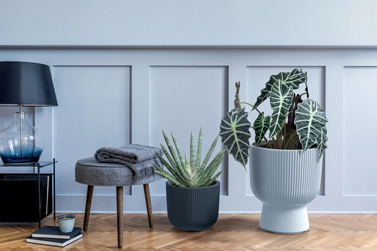 Insert amovible avec poignées pour un rempotage facile